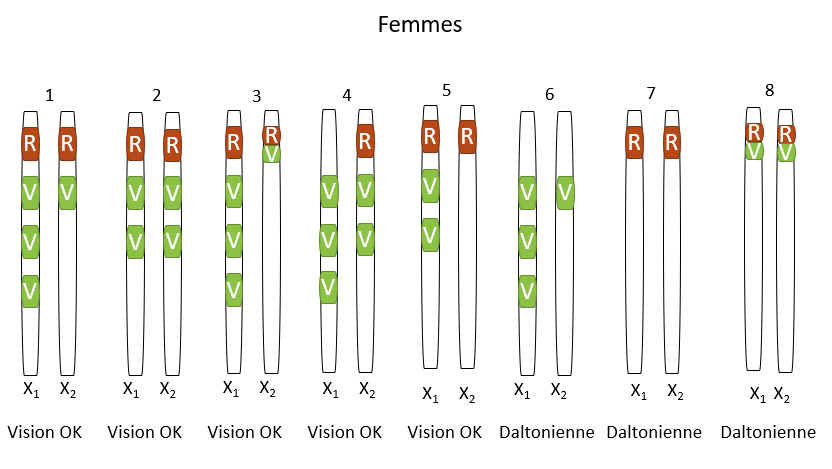 Configurations chromosomiques possibles chez les femmes