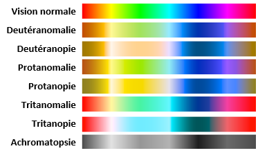 Spectre du visible selon les différents types de daltonisme